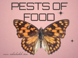 Food pests
